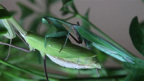 mantis porn|Mantis.